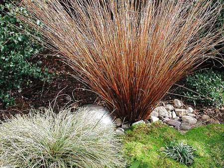 Llegó el Otoño!! en el Hemisferio Sur. http://www.peligrodeextincion.com.ar/media/Gramineas.jpg