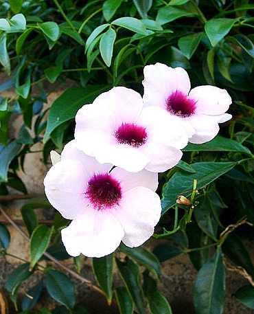 Llegó el Otoño!! en el Hemisferio Sur. http://www.merle-online.de/pictures/pandorea_jasminoides.jpg