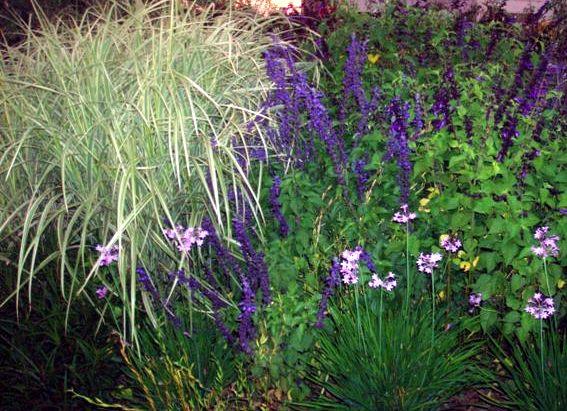 Llegó el Otoño!! en el Hemisferio Sur. http://decojardin.com.ar/wp-content/uploads/2010/04/Miscanthus-Salvia-g.-Tulbalghias-R%C3%BAcula-con-semillas..jpg