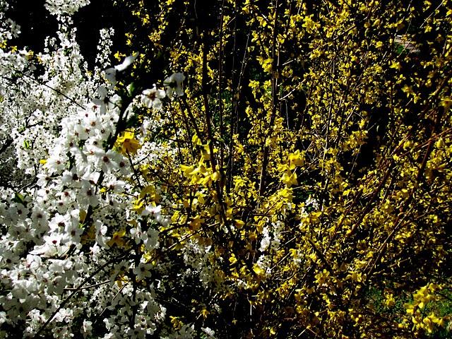 ... spring time ... ... spring time ...