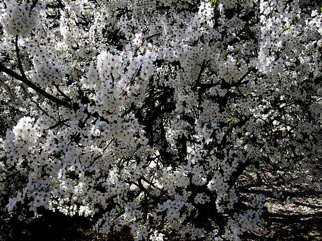 ... spring time ... ... spring time ...