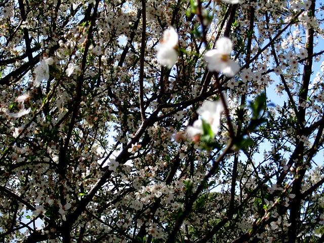 ... spring time ... ... spring time ...