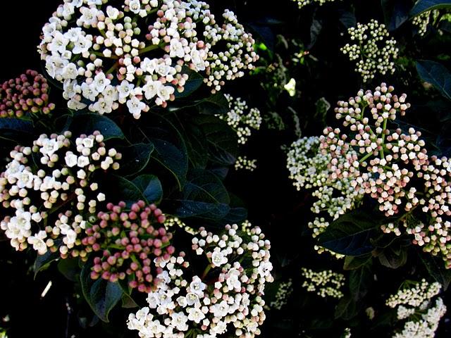 ... spring time ... ... spring time ...