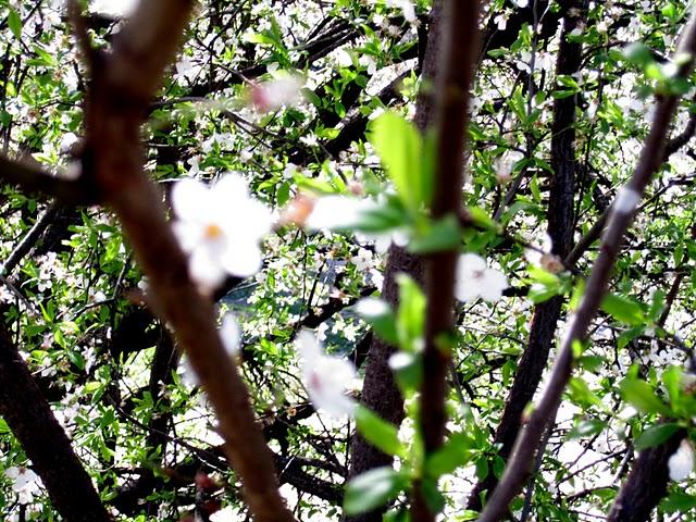 ... spring time ... ... spring time ...