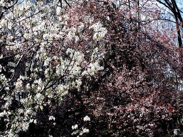 ... spring time ... ... spring time ...