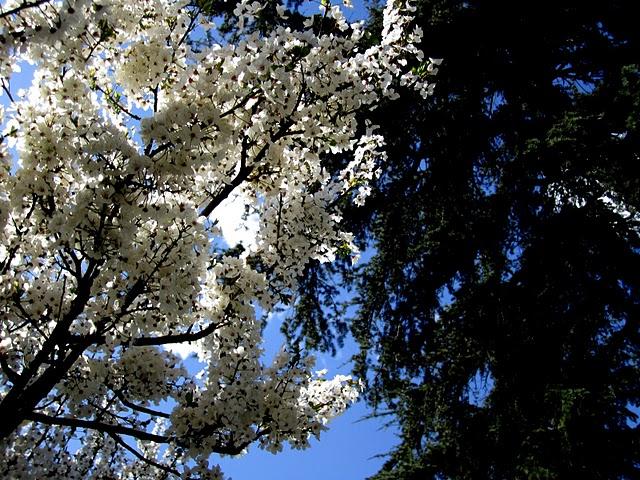 ... spring time ... ... spring time ...