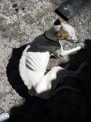 Vida, la historia interminable Vida, la historia interminable