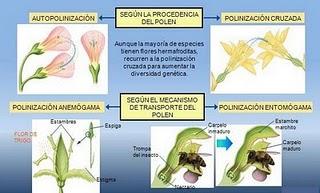 Polinización en las Plantas y Tipos Polinización en las Plantas y Tipos