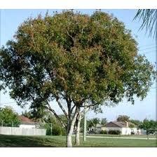 Flor y árbol nacional de República Dominicana, Caoba Flor y árbol nacional de República Dominicana, Caoba