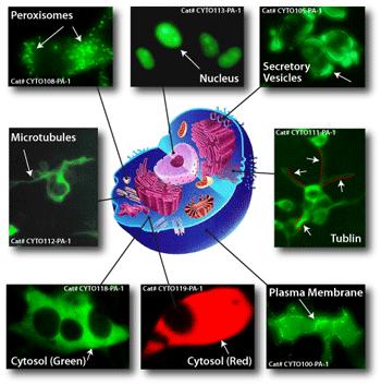 organulos marcados con GFP green fluorescence protein