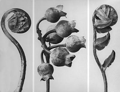 Jardines atrapados en plata. Karl Blossfeldt Jardines atrapados en plata. Karl Blossfeldt