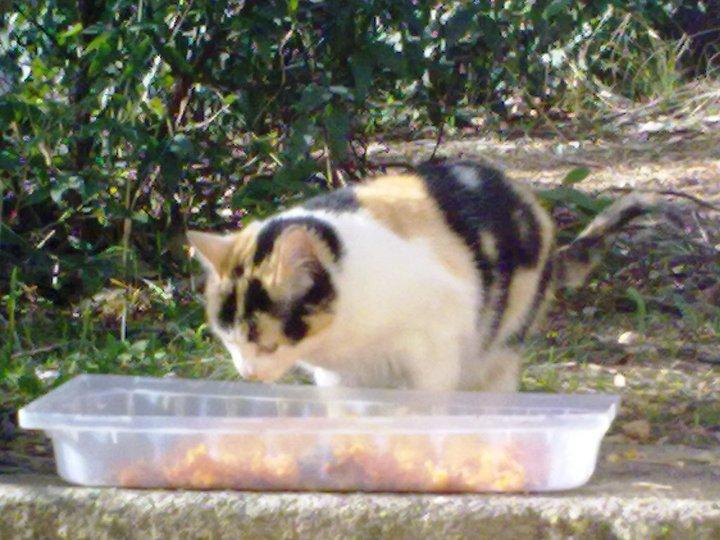 ayuda para la gatita que tiraron los bomberos de un 4º piso ayuda para la gatita que tiraron los bomberos de un 4º piso