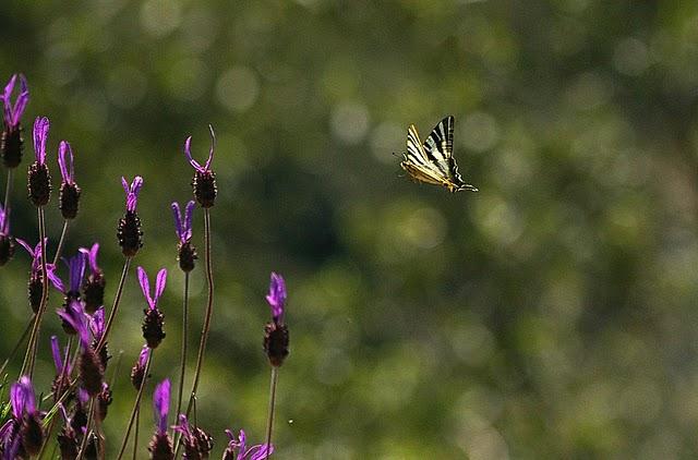 La mariposa chupaleche