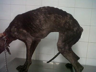 Luisa, otra galga al limite del horror (Sevilla) Luisa, otra galga al limite del horror (Sevilla)