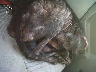 Luisa, otra galga al limite del horror (Sevilla) Luisa, otra galga al limite del horror (Sevilla)