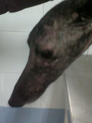 Luisa, otra galga al limite del horror (Sevilla) Luisa, otra galga al limite del horror (Sevilla)