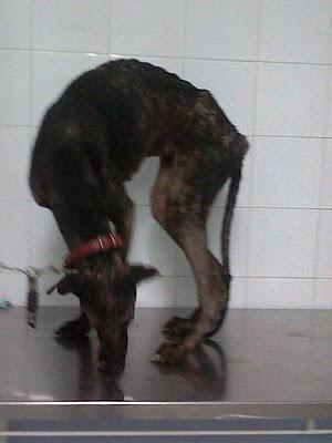 Luisa, otra galga al limite del horror (Sevilla) Luisa, otra galga al limite del horror (Sevilla)