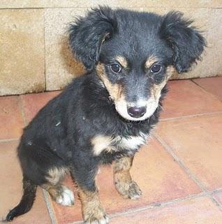 Tres meses después DEVUELVEN A DIDI!!! (Murcia) Tres meses después DEVUELVEN A DIDI!!! (Murcia)