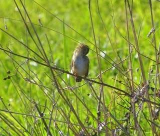 En la playa de Xagó En la playa de Xagó