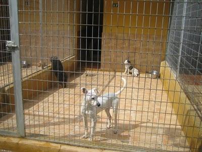 EN LA PERRERA EL PARAISO. A ESTOS PERROS NO LOS DIFUNDE NADIE. SI NO LOS ADOPTAN SERÁN SACRIFICADOS.