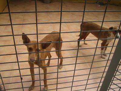 EN LA PERRERA EL PARAISO. A ESTOS PERROS NO LOS DIFUNDE NADIE. SI NO LOS ADOPTAN SERÁN SACRIFICADOS.