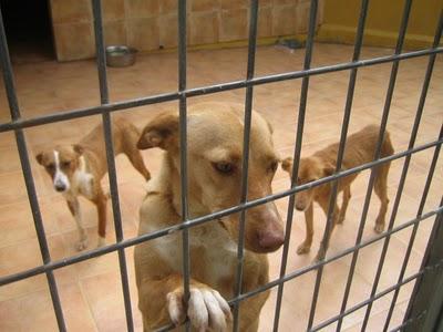 EN LA PERRERA EL PARAISO. A ESTOS PERROS NO LOS DIFUNDE NADIE. SI NO LOS ADOPTAN SERÁN SACRIFICADOS.