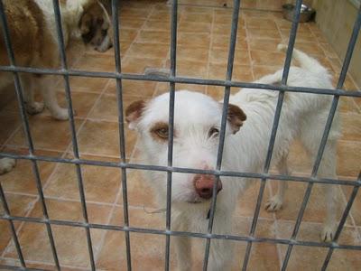 EN LA PERRERA EL PARAISO. A ESTOS PERROS NO LOS DIFUNDE NADIE. SI NO LOS ADOPTAN SERÁN SACRIFICADOS.