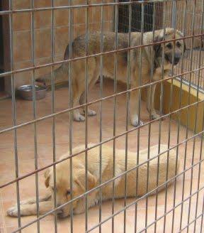 EN LA PERRERA EL PARAISO. A ESTOS PERROS NO LOS DIFUNDE NADIE. SI NO LOS ADOPTAN SERÁN SACRIFICADOS.