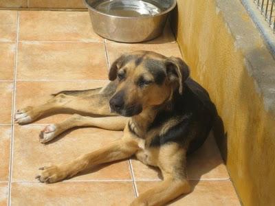 EN LA PERRERA EL PARAISO. A ESTOS PERROS NO LOS DIFUNDE NADIE. SI NO LOS ADOPTAN SERÁN SACRIFICADOS.