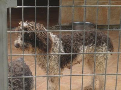 EN LA PERRERA EL PARAISO. A ESTOS PERROS NO LOS DIFUNDE NADIE. SI NO LOS ADOPTAN SERÁN SACRIFICADOS.