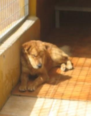 EN LA PERRERA EL PARAISO. A ESTOS PERROS NO LOS DIFUNDE NADIE. SI NO LOS ADOPTAN SERÁN SACRIFICADOS.