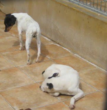 EN LA PERRERA EL PARAISO. A ESTOS PERROS NO LOS DIFUNDE NADIE. SI NO LOS ADOPTAN SERÁN SACRIFICADOS.