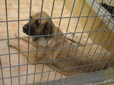 EN LA PERRERA EL PARAISO. A ESTOS PERROS NO LOS DIFUNDE NADIE. SI NO LOS ADOPTAN SERÁN SACRIFICADOS.