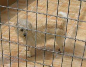 EN LA PERRERA EL PARAISO. A ESTOS PERROS NO LOS DIFUNDE NADIE. SI NO LOS ADOPTAN SERÁN SACRIFICADOS.