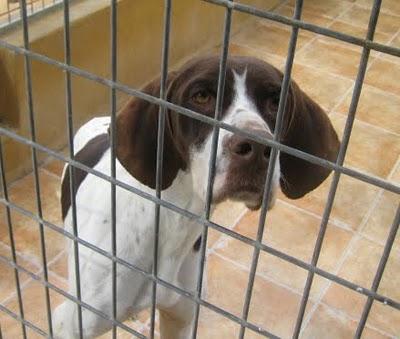 EN LA PERRERA EL PARAISO. A ESTOS PERROS NO LOS DIFUNDE NADIE. SI NO LOS ADOPTAN SERÁN SACRIFICADOS.