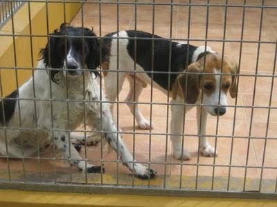 EN LA PERRERA EL PARAISO. A ESTOS PERROS NO LOS DIFUNDE NADIE. SI NO LOS ADOPTAN SERÁN SACRIFICADOS.