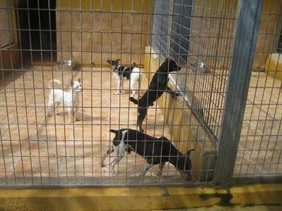 EN LA PERRERA EL PARAISO. A ESTOS PERROS NO LOS DIFUNDE NADIE. SI NO LOS ADOPTAN SERÁN SACRIFICADOS.