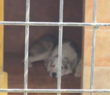 EN LA PERRERA EL PARAISO. A ESTOS PERROS NO LOS DIFUNDE NADIE. SI NO LOS ADOPTAN SERÁN SACRIFICADOS.