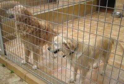 EN LA PERRERA EL PARAISO. A ESTOS PERROS NO LOS DIFUNDE NADIE. SI NO LOS ADOPTAN SERÁN SACRIFICADOS.