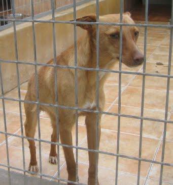 EN LA PERRERA EL PARAISO. A ESTOS PERROS NO LOS DIFUNDE NADIE. SI NO LOS ADOPTAN SERÁN SACRIFICADOS.