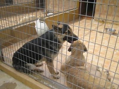 EN LA PERRERA EL PARAISO. A ESTOS PERROS NO LOS DIFUNDE NADIE. SI NO LOS ADOPTAN SERÁN SACRIFICADOS.