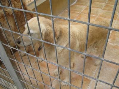 EN LA PERRERA EL PARAISO. A ESTOS PERROS NO LOS DIFUNDE NADIE. SI NO LOS ADOPTAN SERÁN SACRIFICADOS.