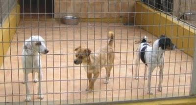 EN LA PERRERA EL PARAISO. A ESTOS PERROS NO LOS DIFUNDE NADIE. SI NO LOS ADOPTAN SERÁN SACRIFICADOS.