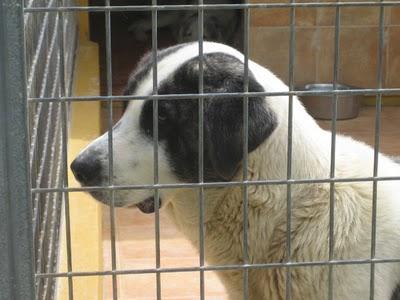 EN LA PERRERA EL PARAISO. A ESTOS PERROS NO LOS DIFUNDE NADIE. SI NO LOS ADOPTAN SERÁN SACRIFICADOS.