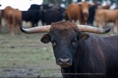 Uno de los nuestros XVII: Pinto Barreiros Uno de los nuestros XVII: Pinto Barreiros