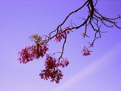 Llegó la Primavera... Llegó la Primavera...