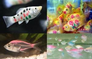 tatoofish Se siguen creando monstruos: el caso del pez Parrot