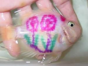 post-4528-1133821636 Se siguen creando monstruos: el caso del pez Parrot