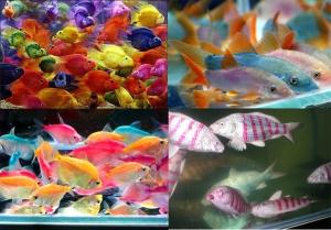 coloredfish Se siguen creando monstruos: el caso del pez Parrot