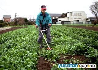 El agricultor Hiroshi Kidokoro corta espinacas, en Joso, Ibaraki, una de las zonas donde se encontró yodo en las plantas El agricultor Hiroshi Kidokoro corta espinacas, en Joso, Ibaraki, una de las zonas donde se encontró yodo en las plantas